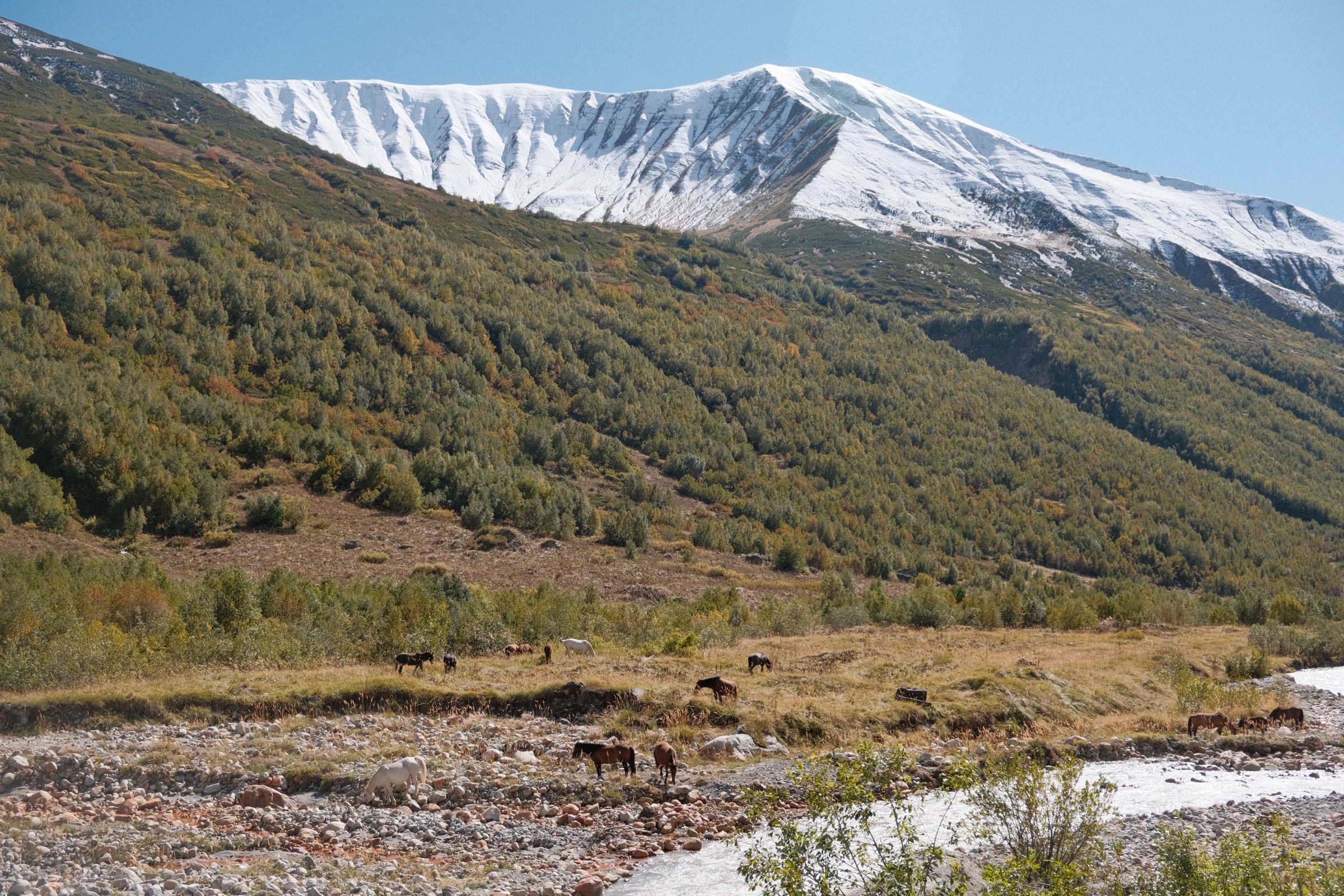 Horses resting near a mountain stream