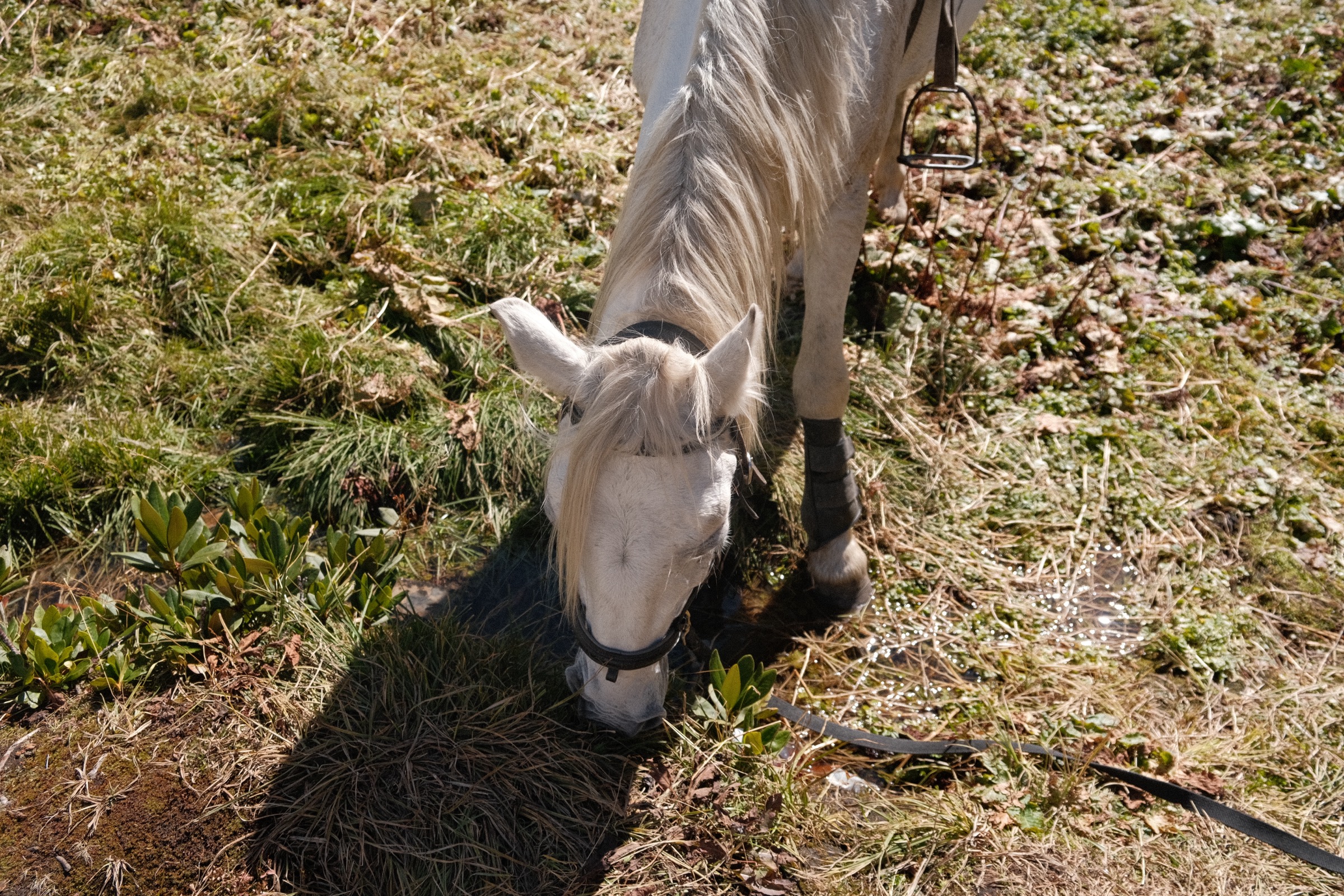Horses tied near ancient Svan towers