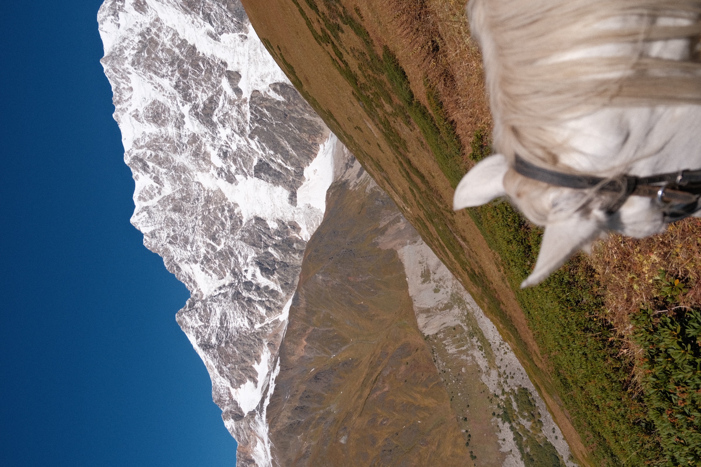 Close‑up of horse and traditional Svan saddle