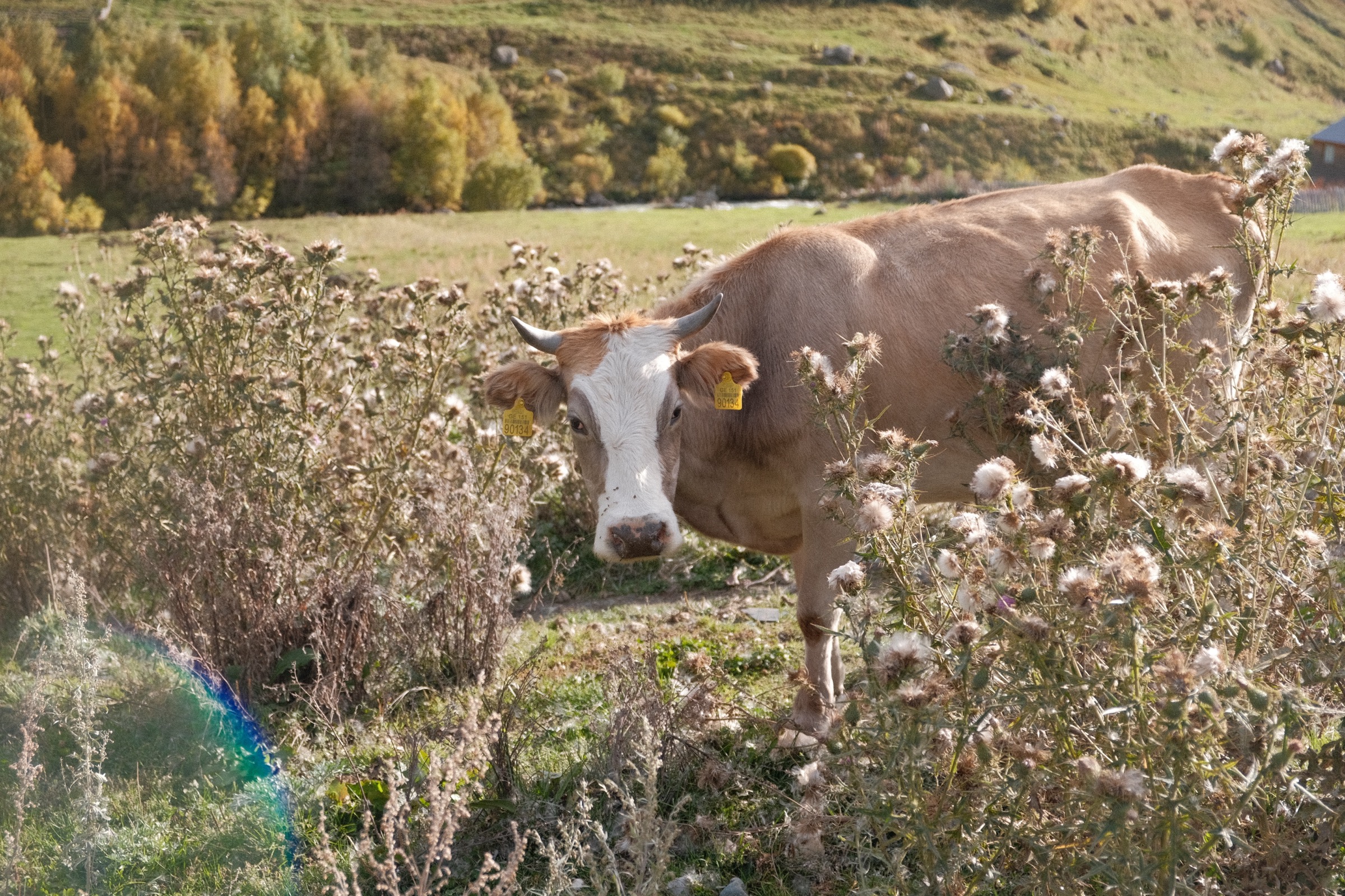 Trail above the Enguri river valley